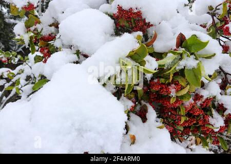 neve su bacche di agrifoglio rosso Foto Stock