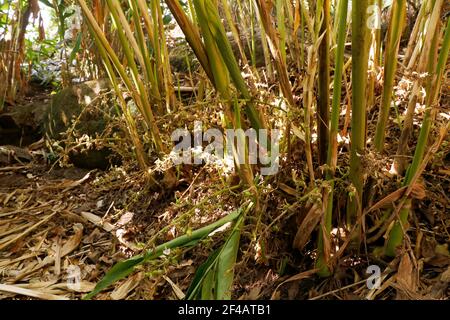 Cardamomo verde e non maturo in pianta in Kerala, India. È la terza spezia più costosa, Guatemala è il più grande produttore di cardamomo Foto Stock