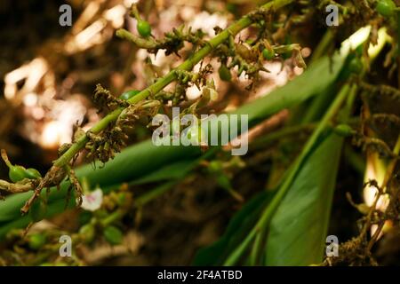 cardamon o cardamum- una spezia fatta dai semi di Diversi impianti nei generi Elettaria e Amomum nel Famiglia Zingiberaceae Foto Stock