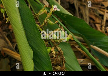 Cardamomo verde e non maturo in pianta in Kerala, India. È la terza spezia più costosa, Guatemala è il più grande produttore di cardamomo Foto Stock