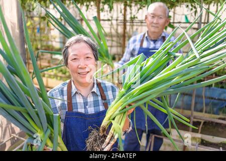 Felice agricoltore di coppia anziana che mostra verdure fresche verdi nel orto Foto Stock