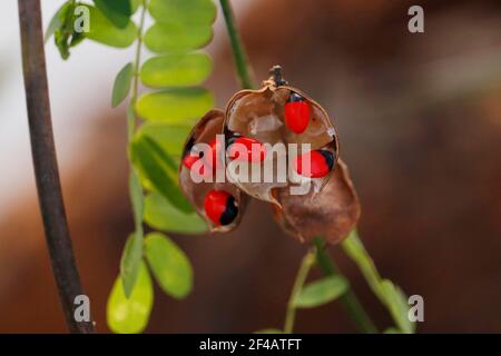 Abrus precatorius, comunemente noto come fagiolo di equirità o pisello rosario, è una pianta erbacea fiorente della famiglia dei fagioli Fabaceae. Foto Stock