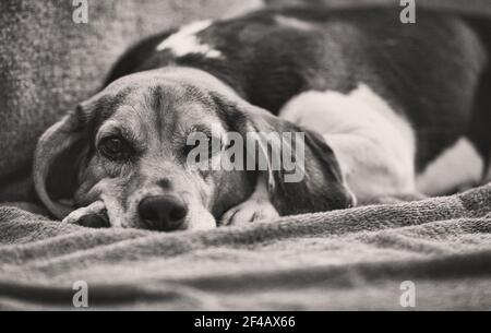 Una beagle inglese a tre colori (Canis lupus familiaris) si presenta timidamente nella fotocamera. Foto Stock
