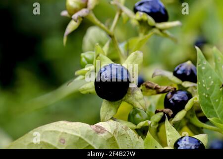 Frutti di beladonna o di banewort o di dwale o di ombra mortale – Atropa belladonna – in autunno, Baviera, Germania, Europa Foto Stock