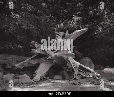 Driftwood, vecchio tronco di albero, stagionato sulla spiaggia di fronte ad alberi e fogliame Foto Stock