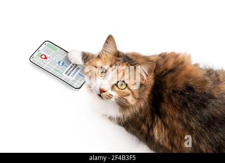 Cat che utilizza l'app di consegna sullo smartphone per monitorare online gli ordini sulla mappa stradale. Concetto per l'e-commerce, il servizio di pista o l'acquisto domestico di consegna. Animali domestici divertenti Foto Stock