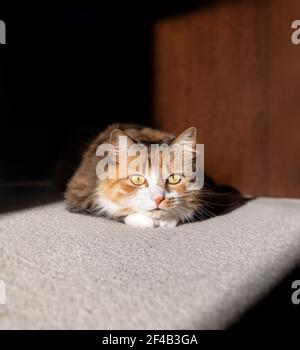 Cat pronto a rimbalzare o saltare. Carino gattino femmina di torbie è accovacciato al sole incorniciato da ombre scure e pesanti. Il gatto è in modalità di caccia con s intenso Foto Stock