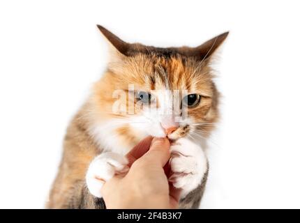 Affamato gatto mordere o gnawing dito di persona cercando di ottenere kibbles in mano. Carino gattino femmina bianco e arancione afferra e artigli mano proprietari. Isolato Foto Stock