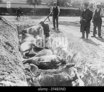 Cavalli morti sepolti in una trincea dopo la battaglia di Haelen che fu combattuta dagli eserciti tedesco e belga il 12 agosto 1914 vicino Haelen, Belgio, durante la prima guerra mondiale Foto Stock