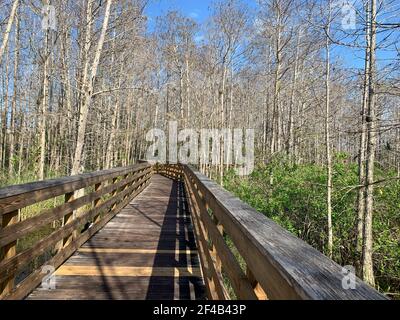 La Florida è una palude, ma le persone sono in grado di vedere la bellezza della natura mentre camminano su passerelle sopraelevate. Foto Stock