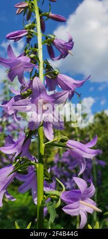 fiore viola da vicino su sfondo cielo Foto Stock