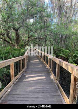 La Florida è una palude, ma le persone sono in grado di vedere la bellezza della natura mentre camminano su passerelle sopraelevate. Foto Stock