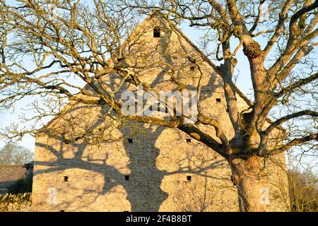 Alba luce su un albero d'inverno di fronte a un fienile. Minster Lovell, Oxfordshire, Inghilterra Foto Stock