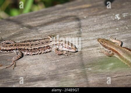 Due lucertole viviparose (Zootoca vivipara) si siedono su un vecchio tronco asciutto e si crogiolano al sole. Polimorfismo della colorazione lucertola. Foto Stock