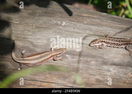 Due lucertole viviparose (Zootoca vivipara) si siedono su un vecchio tronco asciutto e si crogiolano al sole. Polimorfismo della colorazione lucertola. Foto Stock