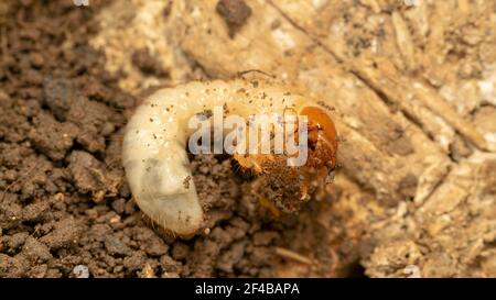 larva del coleottero (lat. Melolontha) Foto Stock