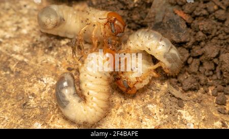 larva del coleottero (lat. Melolontha) Foto Stock