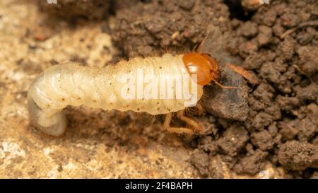 larva del coleottero (lat. Melolontha) Foto Stock