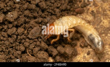 larva del coleottero (lat. Melolontha) Foto Stock