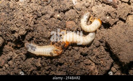 larva del coleottero (lat. Melolontha) Foto Stock