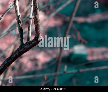 Diramazione asciutta su sfondo colorato del deserto Foto Stock