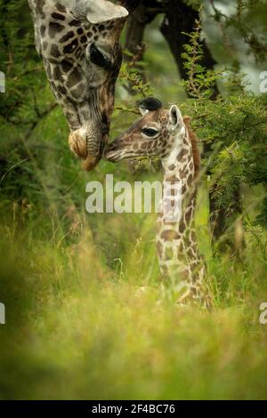 Giraffa Masai sdraiata in erba con madre Foto Stock