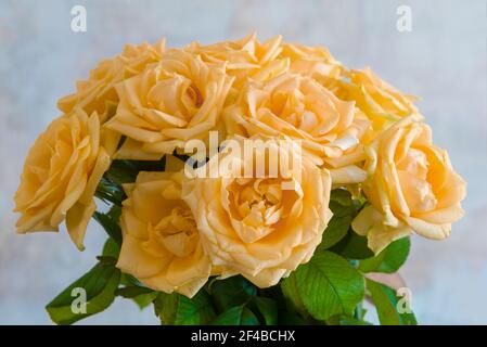 Bouquet di rose di tè crema su sfondo sfocato Foto Stock