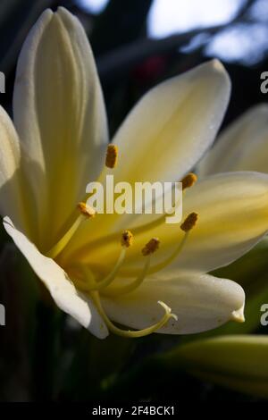 Vista ravvicinata di un singolo fiore di una cricca di colore giallo, la Clivia Miniata Citrina, illuminata dal sole della mattina presto Foto Stock