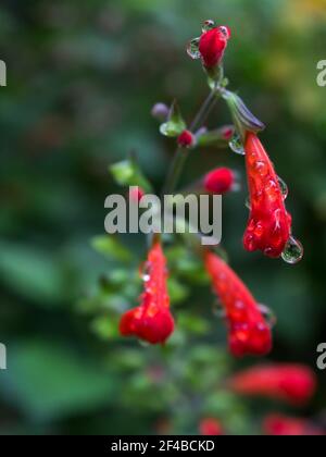 Sage scarlatto, Salvia Splendens, fiori ricoperti di gocce d'acqua, che riflettono i fiori circostanti Foto Stock