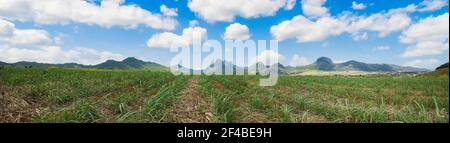 panorama di campo di canna da zucchero contro il cielo blu nuvoloso e le montagne. Foto Stock