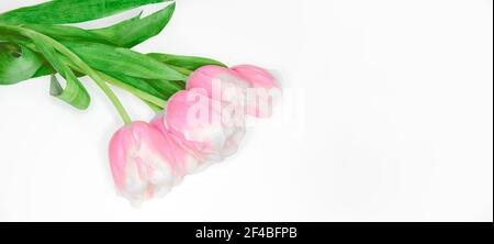 Bordo floreale primaverile con rosa chiaro - fiori di tulipano bianchi da vicino, isolati su sfondo bianco. Composizione floreale festosa per il giorno delle donne, madri Foto Stock