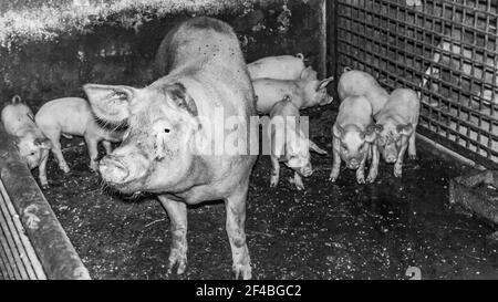 Una scala di grigi di maiali sporchi in una fattoria Foto Stock