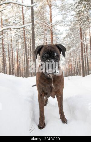 Un cane Boxer che gioca in una foresta innevata Foto Stock