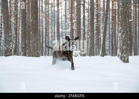 Un cane Boxer che gioca in una foresta innevata Foto Stock