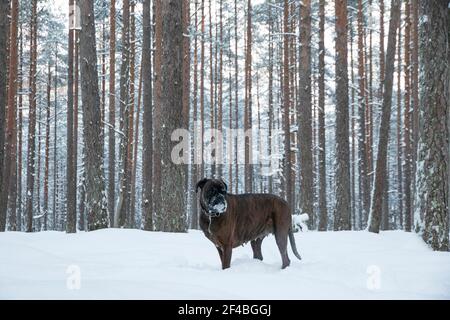 Un cane Boxer che gioca in una foresta innevata Foto Stock