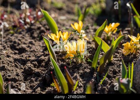 Giallo primavera croccus in primo mattino all'aperto. Fiori con rugiada in erba umida con bokeh leggero. Primavera background.croccus fiorito in primavera Foto Stock