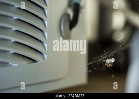 Ragno di hutch di coniglio (Steatoda bipunctata) all'interno con preda Foto Stock