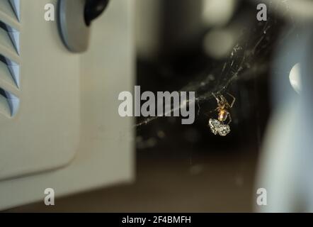Ragno di hutch di coniglio (Steatoda bipunctata) all'interno con preda Foto Stock