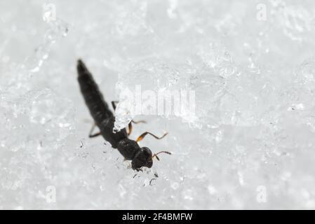 Il coleottero (Stenus sp) sulla neve Foto Stock