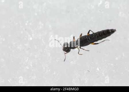 Il coleottero (Stenus sp) sulla neve Foto Stock