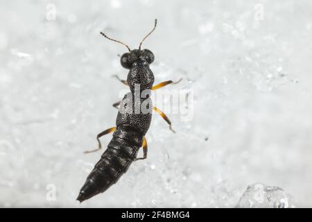 Il coleottero (Stenus sp) sulla neve Foto Stock