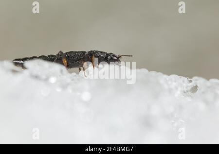 Il coleottero (Stenus sp) sulla neve Foto Stock
