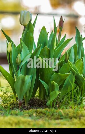 Prato con fiori. Tulipano pianta in primavera. Foglie verdi e fiori bianchi con steli di piante verdi. Fiori parzialmente chiusi e aperti della pianta genu Foto Stock