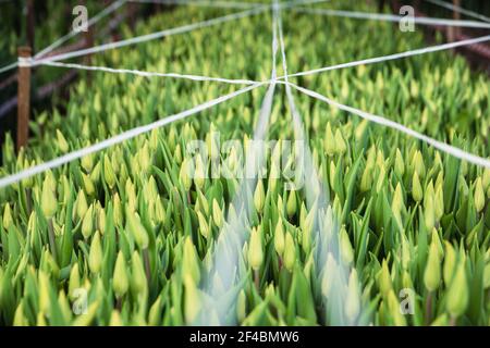 Tecnologia di tulipani in crescita in serra, fiori, serra. Bellissimi tulipani gialli fioriscono nella serra. Sfondo floreale. Foto Stock