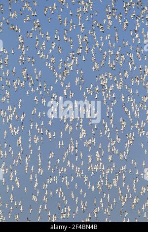 Godwit dalla coda nera - Flock invernale in volo su Ouse WashesLimosa limosa Norfolk, Regno Unito BI020679 Foto Stock