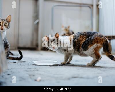il gattino sporco mangia da un piatto sulla strada an camera abbandonata Foto Stock