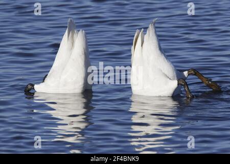 Whooper Swan - Pair displayingOlor cygnus Ouse washes Norfolk, UK BI020770 Foto Stock