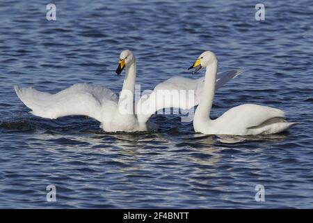 Whooper Swan - Pair displayingOlor cygnus Ouse washes Norfolk, UK BI020780 Foto Stock