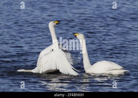 Whooper Swan - Pair displayingOlor cygnus Ouse washes Norfolk, UK BI020785 Foto Stock