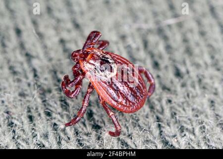 Spunta a camminare sui vestiti. Ingrandimento elevato. Foto Stock